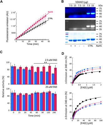 Yin and Yang in Post-Translational Modifications of Human D-Amino Acid Oxidase